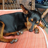 a black and tan dog sleeping on a red cushion