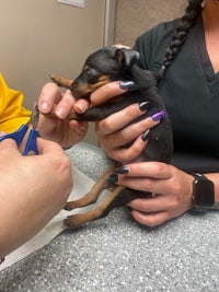 a small dog being clipped by a pair of scissors