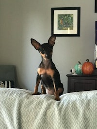 a small black and tan dog sitting on top of a bed