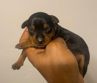 a small black and tan puppy being held in a person's hand