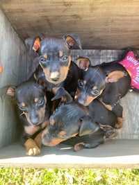 a group of puppies in a wooden box