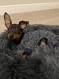 a black and tan dachshund laying on a fluffy bed