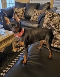 a black and tan dog standing on a couch