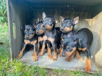 six black and tan doberman pinscher puppies in a wooden box