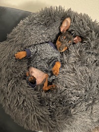 a dachshund dog laying on a grey dog bed