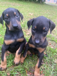 two black and tan puppies sitting on the grass