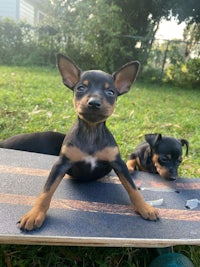 two black and tan puppies on a skateboard