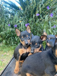 a group of black and tan puppies sitting on top of a table