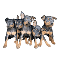 a group of puppies sitting on a black background