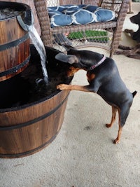 a black and tan dog standing next to a wooden barrel water fountain