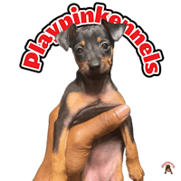 a person holding a small black and tan dog with the words playkin kennels